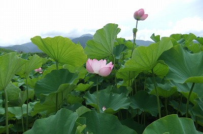 DSCF2989.jpg