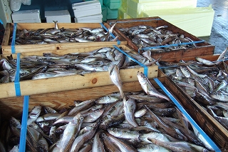 2008_1204aomori0023.jpg