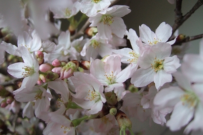 2009_0303sakura0003.jpg