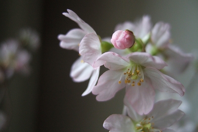 2009_0303sakura0013.jpg