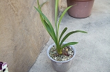2009_0329hachimitu0018.jpg