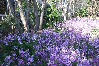 2009_0402hachimitu20027.jpg