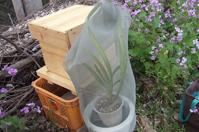 2009_0413asaichi0010.jpg