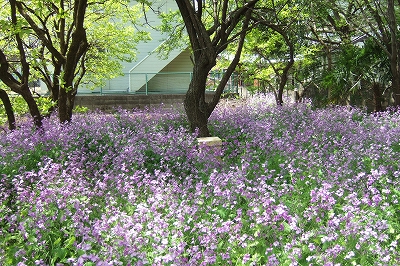 2009_0419mitukai0010.jpg