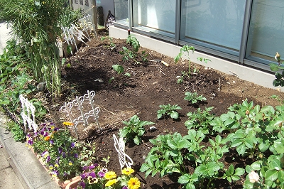 2009_0428hatake0002.jpg