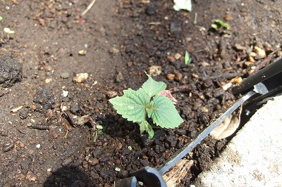2009_0428hatake0003.jpg