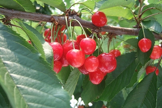 2009_0628iwate0100.jpg