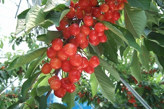 2009_0628iwate0104.jpg