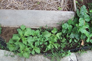 2009_0630tomato0004.jpg