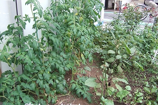 2009_0630tomato0005.jpg