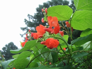 2009_0801katashina0052.jpg