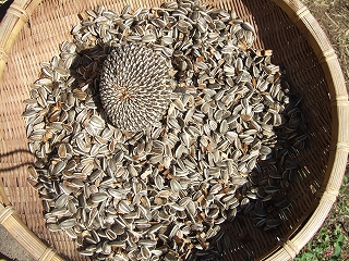 2009_1012katashina0032.jpg