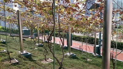 DSC_4743.jpg