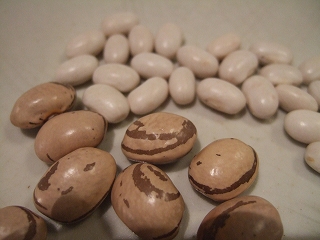 e-2008_0422mame0003.jpg