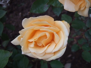 e-2008_0517bee0059.jpg