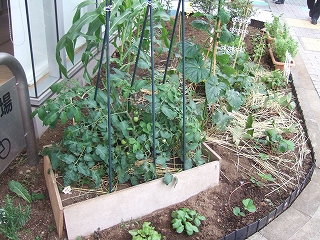e-2008_0628hatake0001.jpg