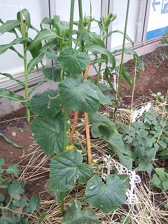 e-2008_0628hatake0002.jpg