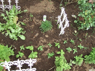e-2008_0628hatake0058.jpg