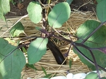 e-2008_0716山形0280.jpg