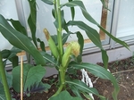 e-2008_0716山形0281.jpg