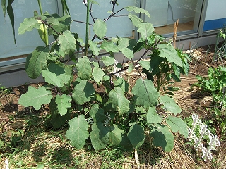 e-2008_0808hatake0002.jpg