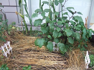 e-2008_0812hatake0007.jpg