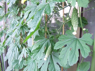 e-2008_0814goya0002.jpg