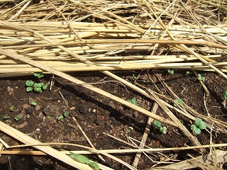 e-2008_0816komatuna0001.jpg