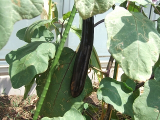 e-2008_0816komatuna0004.jpg