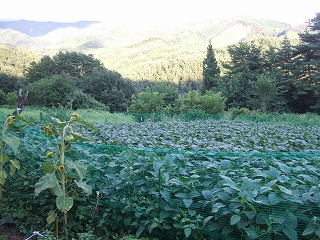 e-2008_0823katashina0003.jpg