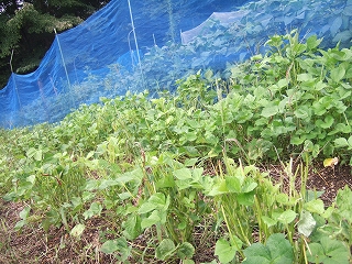 e-2008_0823katashina0015.jpg