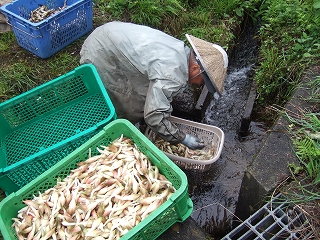 e-2008_0823katashina0028.jpg