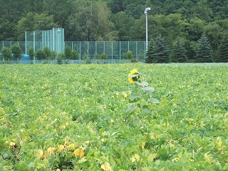 e-2008_0829engaru0069.jpg