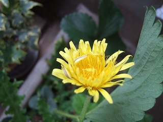 ee-2008_0507gift0011.jpg