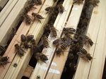 ee-2008_0512bee0045.jpg