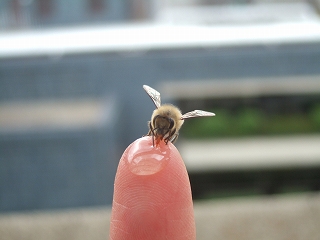 ee-2008_0512bee0060.jpg