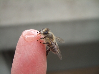 ee-2008_0512bee0071.jpg