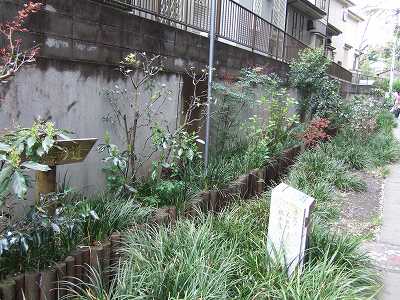 s-2007_0409kokubunji0004.jpg