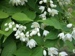 s-2007_0409kokubunji0020.jpg