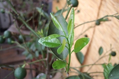 s-2007_0831yuzu0001.jpg