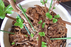 s-2007_0831yuzu0003.jpg