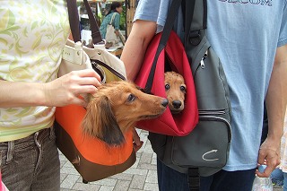 s-2007_0722asaichi0707220007.jpg
