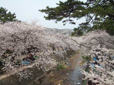 sakura.jpg