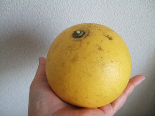 sp-2008_0218mikan0089.jpg