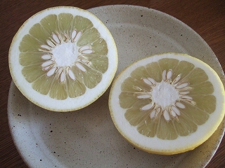 sp-2008_0218mikan0091.jpg