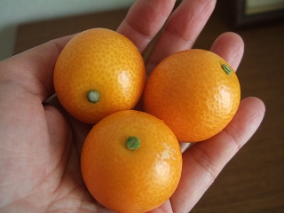 sp-2008_0218mikan0097.jpg
