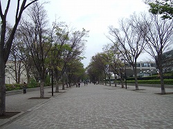 ss-2007_0412keyakinamiki0001.jpg