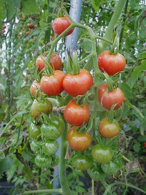 tomato2.jpg